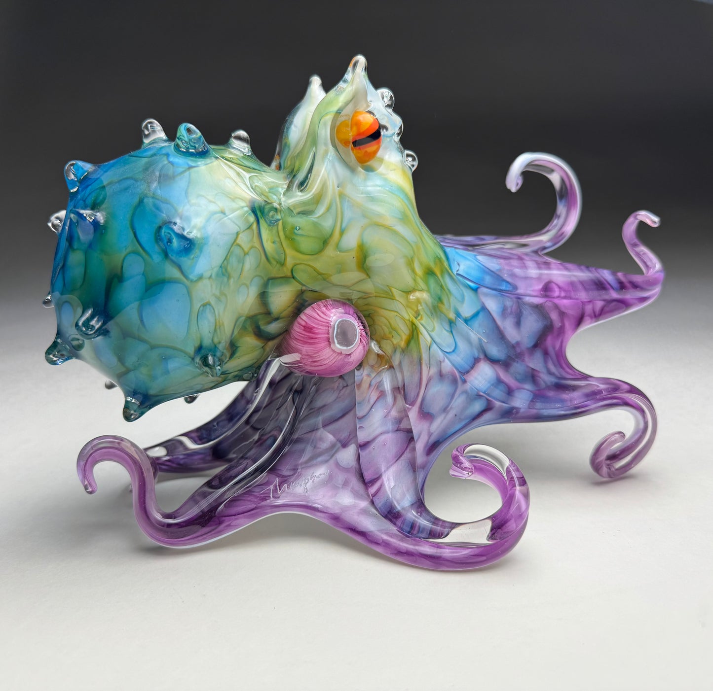 Molokini Octopus