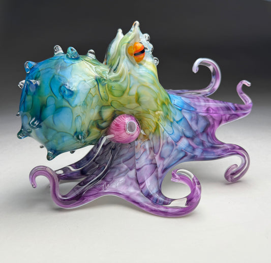 Molokini Octopus