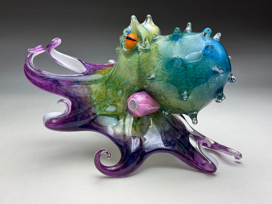 Molokini Octopus