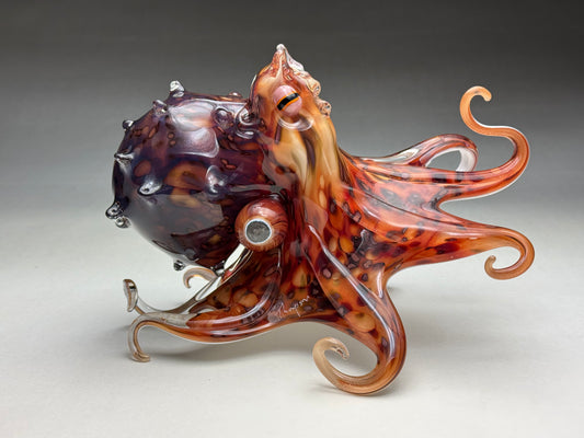 Pacific Octopus
